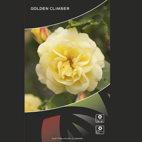Růže pnouca Golden Climber®, C3 artikel fotografie 3 Růže pnouca Golden Climber®, C3 obrázek 3 artikel 5826