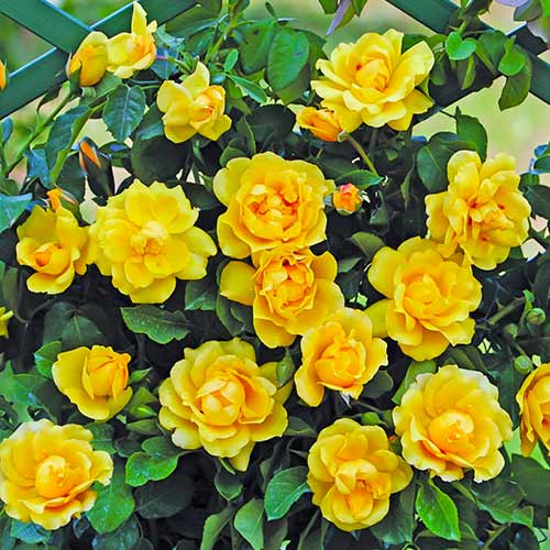 Růže pnouca Golden Gate® obrázek 1 artikel 5494