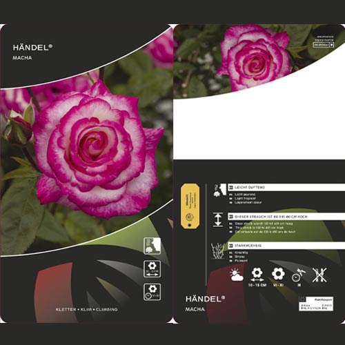 Růže pnouca Händel ®, С3 artikel fotografie 3 Růže pnouca Händel ®, С3 obrázek 3 artikel 6179