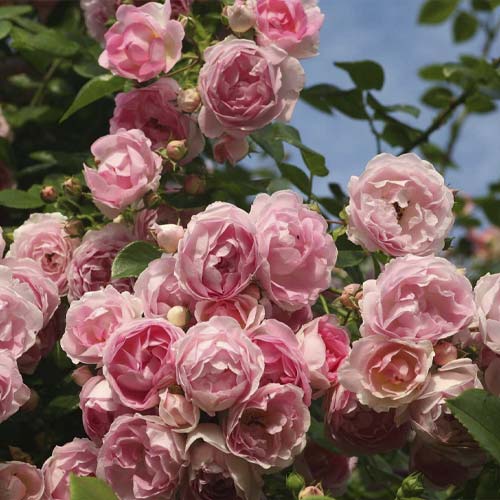 Růže pnouca Jasmina ®, С5 artikel fotografie 2 Růže pnouca Jasmina ®, С5 obrázek 2 artikel 6180