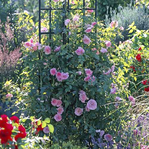 Růže pnouca Kir Royal obrázek 1 artikel 6251