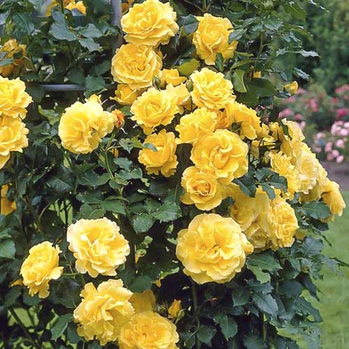 Růže pnouca Lucia obrázek 1 artikel 6252