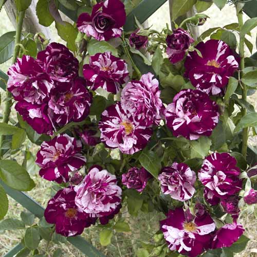 Růže pnouca New Imagine®, C5 obrázek 1 artikel 5496