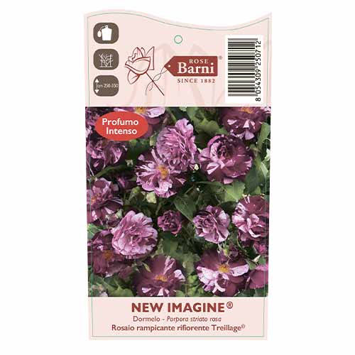 Růže pnouca New Imagine®, C5 obrázek 4 artikel 5496