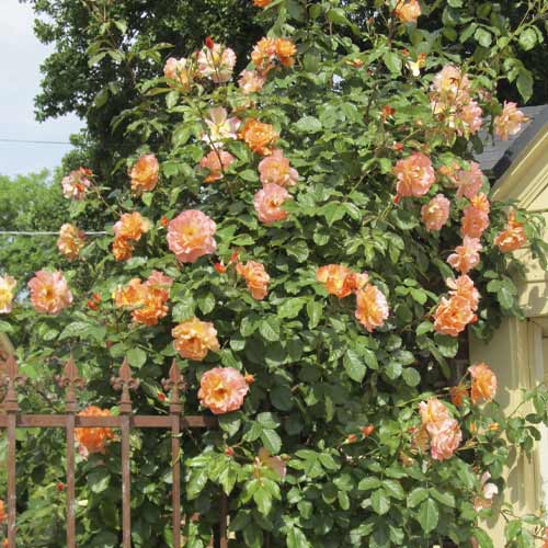 Růže pnouca Orange Climbing obrázek 1 artikel 6253
