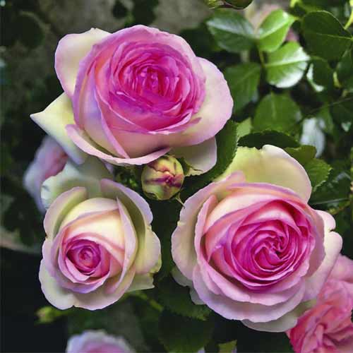 Růže pnouca Pierre de Ronsard®, C5 obrázek 2 artikel 5497