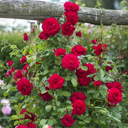 Růže pnouca Red Rodin artikel fotografie 1 Růže pnouca Red Rodin obrázek 1 artikel 6255