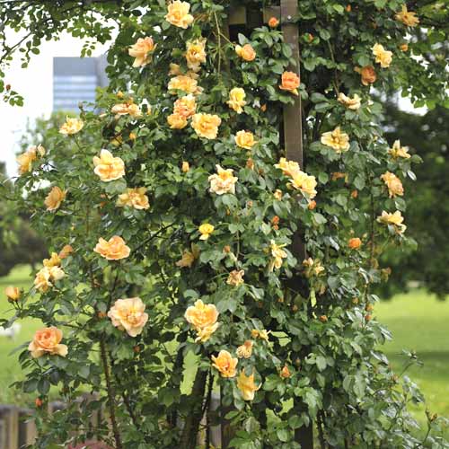 Růže pnouca Redova ®, С5 obrázek 1 artikel 6182