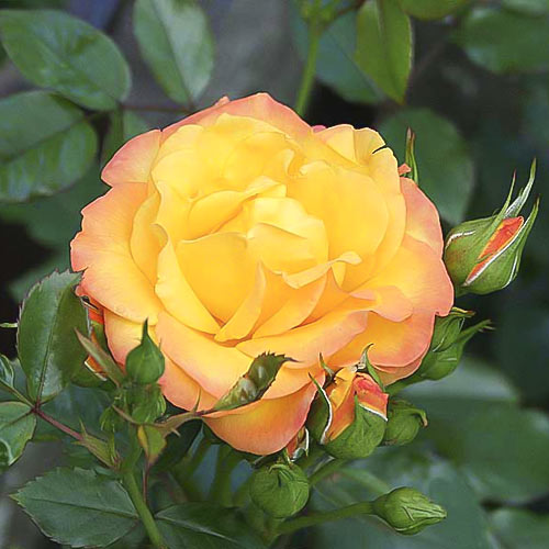 Růže pnouca Redova ®, С5 obrázek 2 artikel 6182