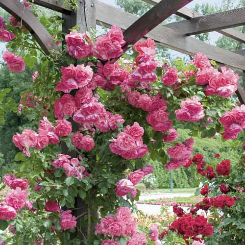 Růže pnouca Rosarium Uetersen artikel fotografie 1 Růže pnouca Rosarium Uetersen obrázek 1 artikel 6256