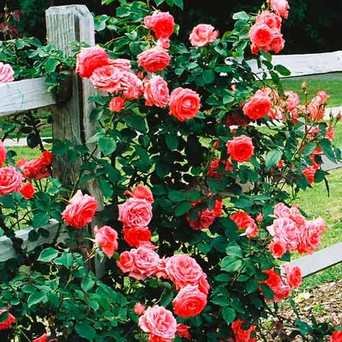 Růže pnouca Salmon obrázek 1 artikel 5891