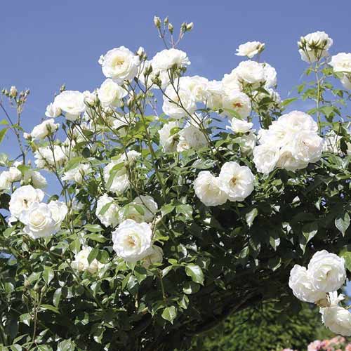 Růže pnouca Schneewalzer artikel fotografie 1 Růže pnouca Schneewalzer obrázek 1 artikel 6257