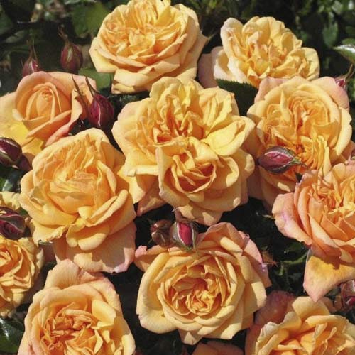 Růže pnouca Susie ®, С5 obrázek 1 artikel 6183