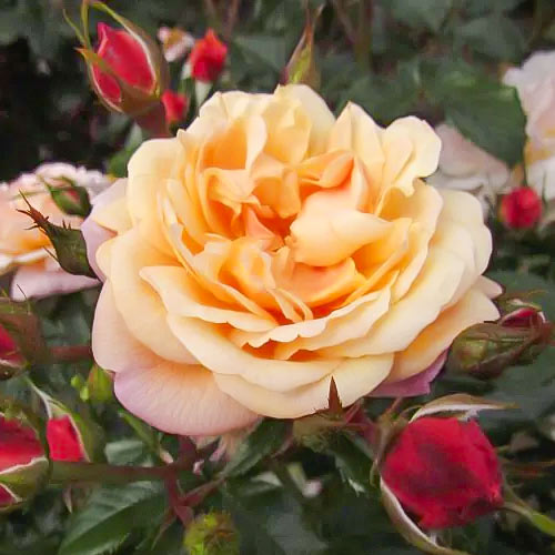 Růže pnouca Susie ®, С5 obrázek 2 artikel 6183