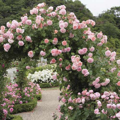 Růže pnouca Valeria obrázek 1 artikel 6258