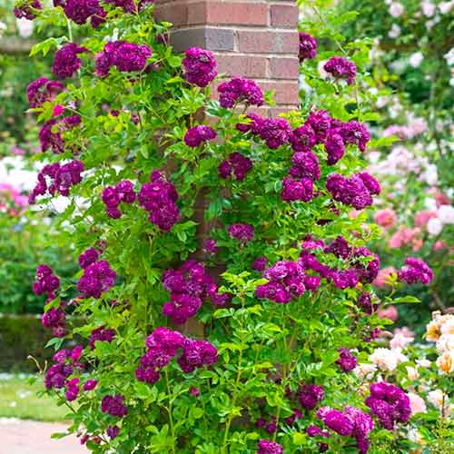 Růže pnouca Violet obrázek 1 artikel 5894