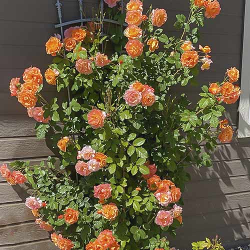 Růže pnouca Westerland obrázek 1 artikel 6259