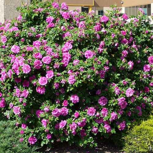 Růže svraskalá Dart's defender artikel fotografie 1 Růže svraskalá Dart's defender obrázek 1 artikel 4801