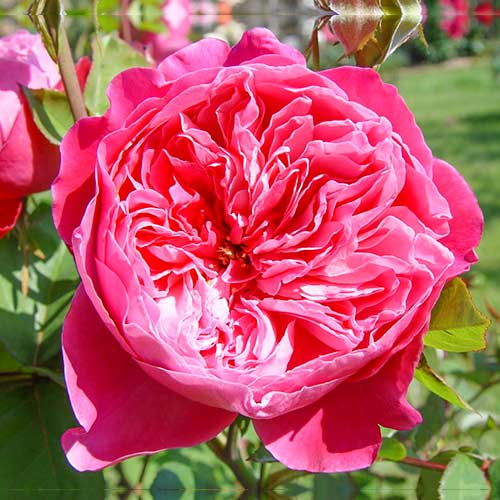 Růže velkokvětá Accademia® obrázek 1 artikel 5547