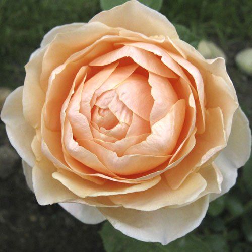 Růže velkokvětá Anna Fendi®, C5 obrázek 1 artikel 5548