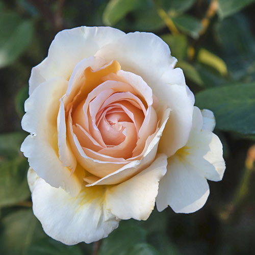 Růže velkokvětá Anna Fendi®, C5 obrázek 2 artikel 5548