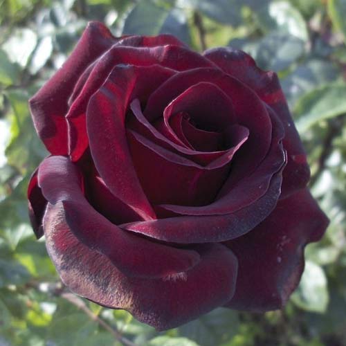 Růže velkokvětá Black Madonna artikel fotografie 1 Růže velkokvětá Black Madonna obrázek 1 artikel 6222