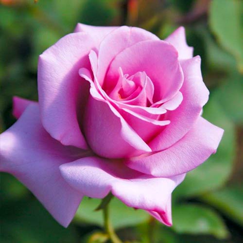 Růže velkokvětá Blue Girl artikel fotografie 1 Růže velkokvětá Blue Girl obrázek 1 artikel 5519