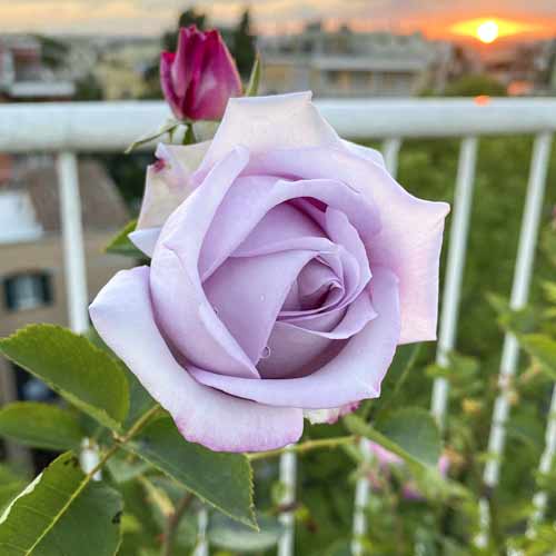 Růže velkokvětá Blue Monday®, C5 obrázek 2 artikel 5528