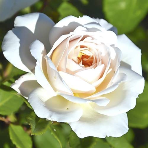 Růže velkokvětá Brilliance obrázek 1 artikel 6223