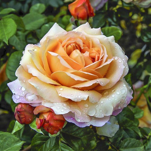 Růže velkokvětá Capri®, C5 obrázek 1 artikel 5556