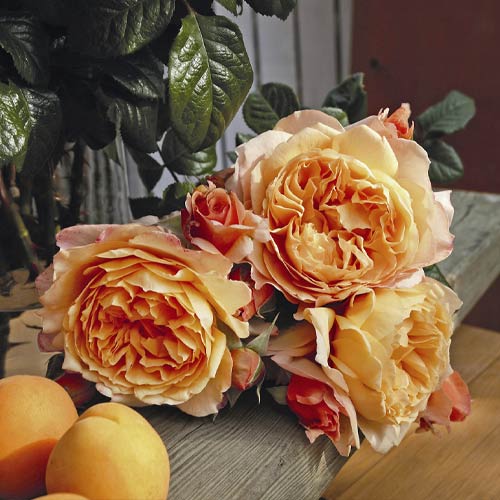 Růže velkokvětá Capri®, C5 obrázek 2 artikel 5556