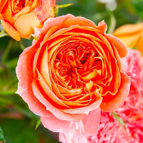 Růže velkokvětá Carmen artikel fotografie 1 Růže velkokvětá Carmen obrázek 1 artikel 5520