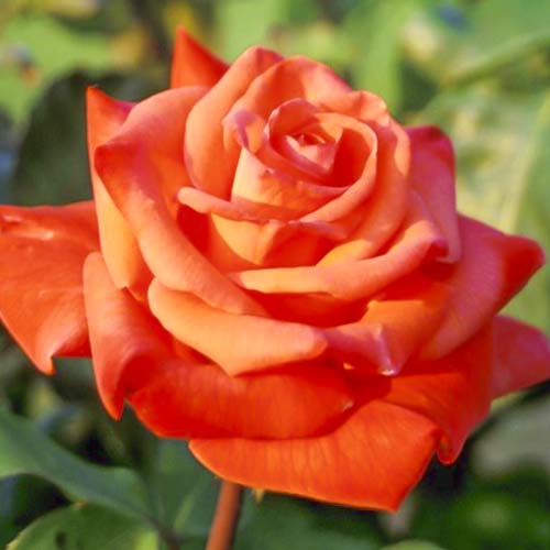 Růže velkokvětá Christoph Columbus obrázek 1 artikel 6224