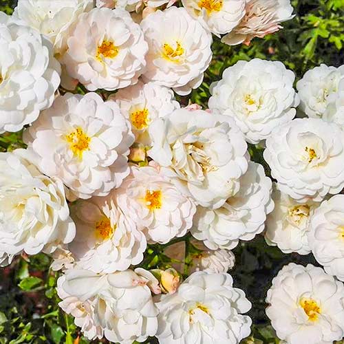 Růže velkokvětá Cometa artikel fotografie 1 Růže velkokvětá Cometa obrázek 1 artikel 5701