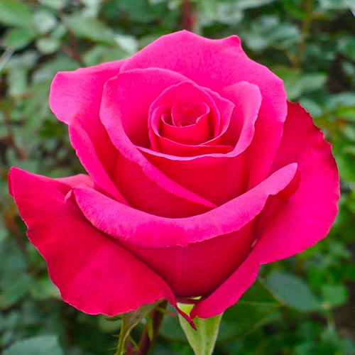 Růže velkokvětá Dark Pink obrázek 1 artikel 5887