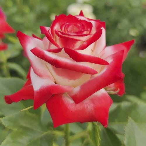 Růže velkokvětá Empress Farah obrázek 1 artikel 6226