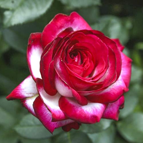 Růže velkokvětá Fair Lady obrázek 1 artikel 6227