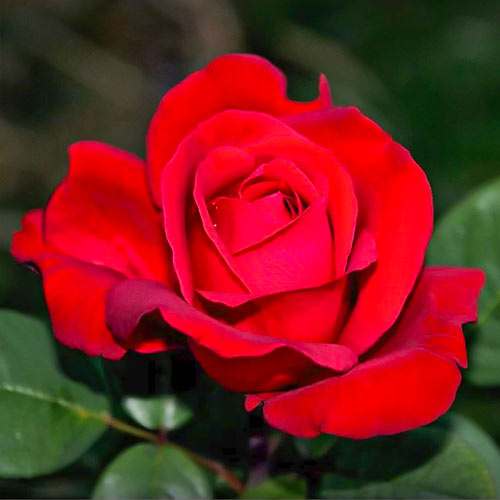 Růže velkokvětá Fulgurante, root ball obrázek 1 artikel 6133