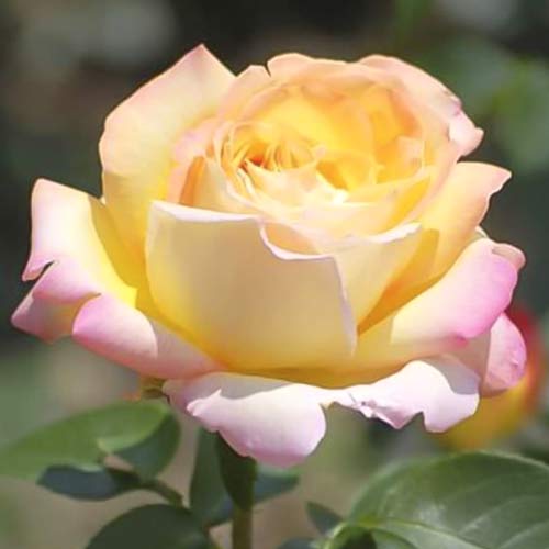 Růže velkokvětá Gloria Dei artikel fotografie 1 Růže velkokvětá Gloria Dei obrázek 1 artikel 6228