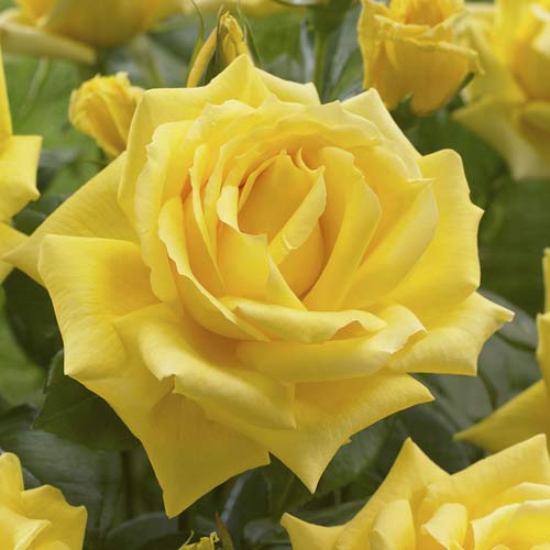 Růže velkokvětá Golden Parfum de Provence artikel fotografie 1 Růže velkokvětá Golden Parfum de Provence obrázek 1 artikel 6229