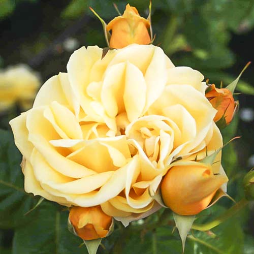 Růže velkokvětá Gracious Queen artikel fotografie 1 Růže velkokvětá Gracious Queen obrázek 1 artikel 6230