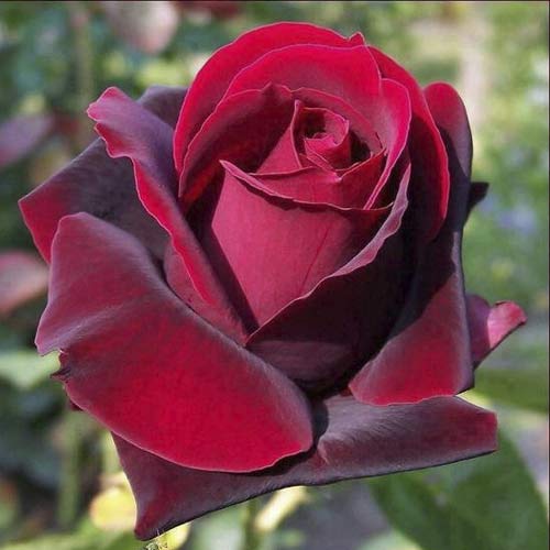 Růže velkokvětá Grand Gala obrázek 1 artikel 6231