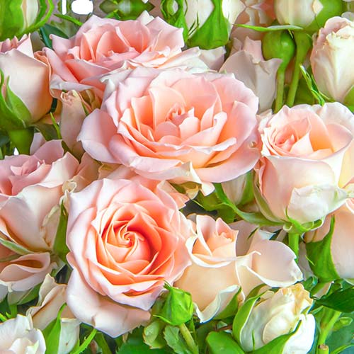 Růže velkokvětá Grazia artikel fotografie 1 Růže velkokvětá Grazia obrázek 1 artikel 5524