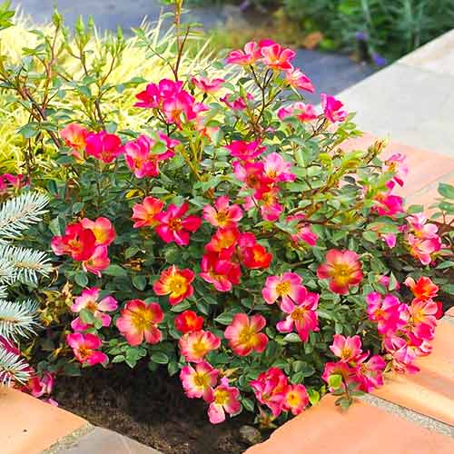 Růže velkokvětá Happy Chappy®, C5 obrázek 1 artikel 5543