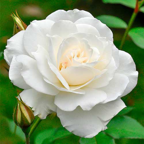 Růže velkokvětá Helga artikel fotografie 1 Růže velkokvětá Helga obrázek 1 artikel 5014