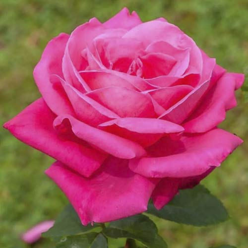 Růže velkokvětá Jacaranda obrázek 1 artikel 6232