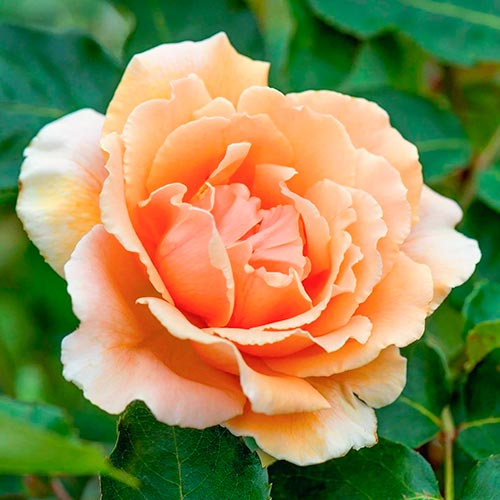 Růže velkokvětá Just Joey obrázek 1 artikel 5531