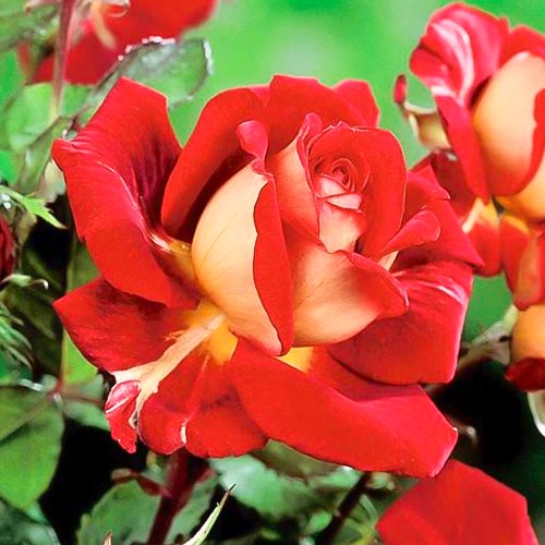 Růže velkokvětá Kronenburg, root ball obrázek 1 artikel 6233