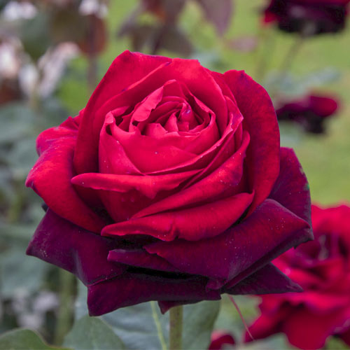 Růže velkokvětá Magia Nera®, C5 obrázek 1 artikel 5533