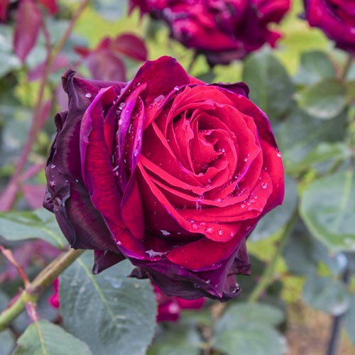 Růže velkokvětá Magia Nera®, C5 obrázek 2 artikel 5533